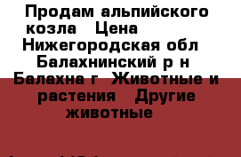 Продам альпийского козла › Цена ­ 25 000 - Нижегородская обл., Балахнинский р-н, Балахна г. Животные и растения » Другие животные   